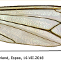 Nephrotoma tenuipes : wing