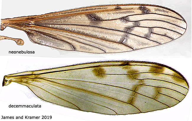 wing