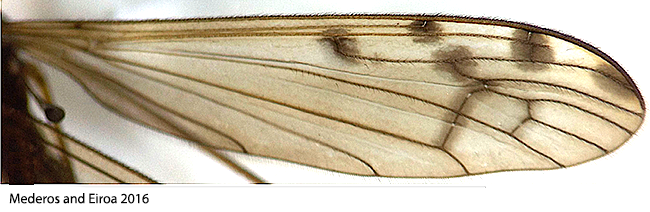 wing