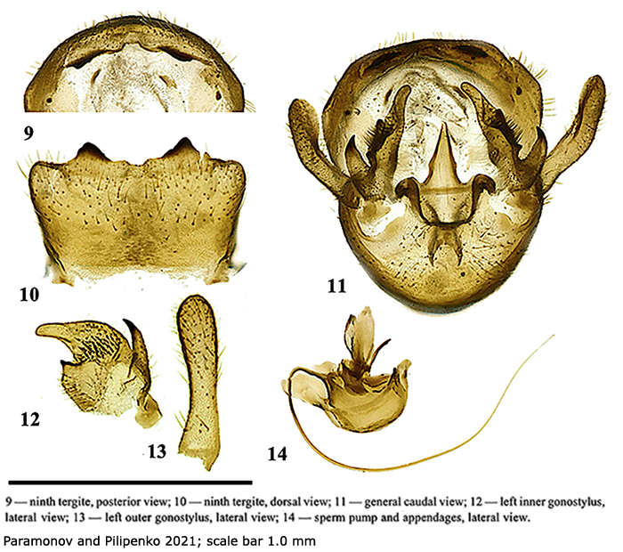hypopygium