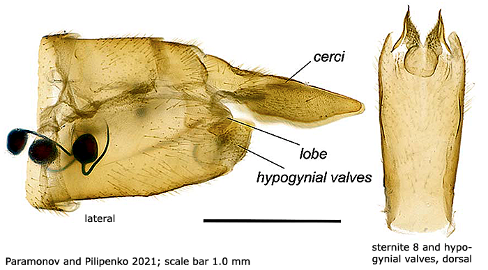 ovipositor