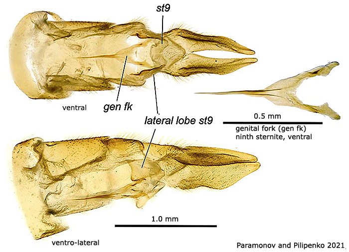 ovipositor