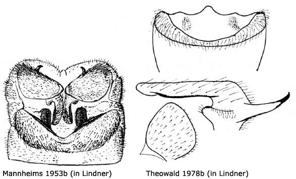 hypopygium