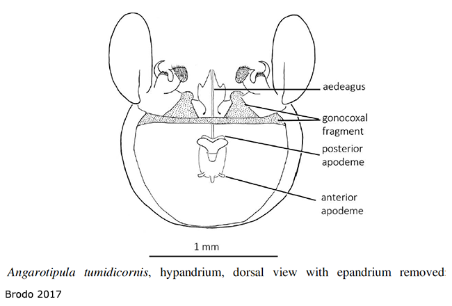 hypopygium