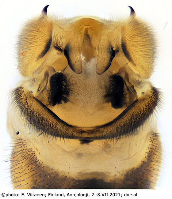 hypopygium