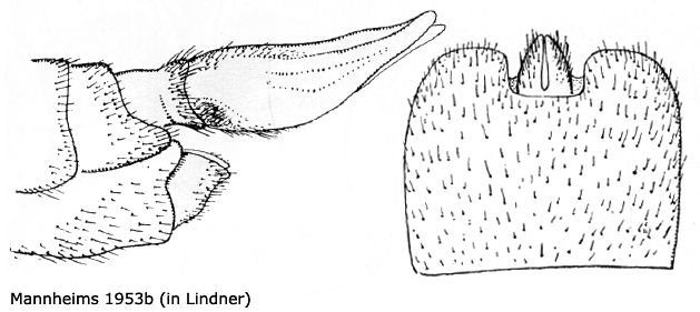 ovipositor