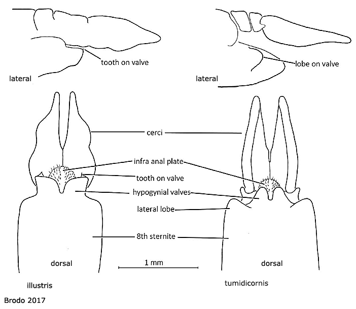 ovipositor