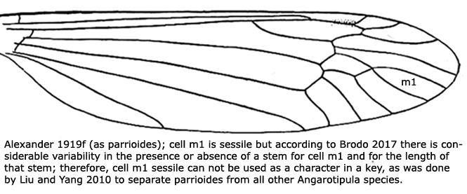 wing