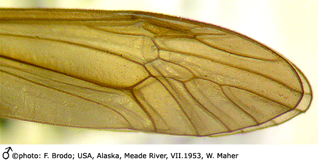 wing