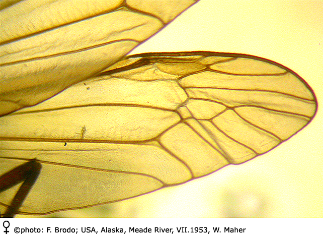 wing