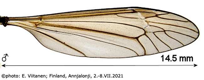 wing