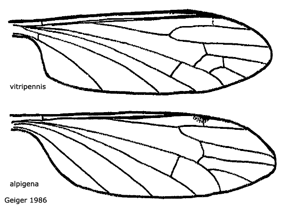 wing