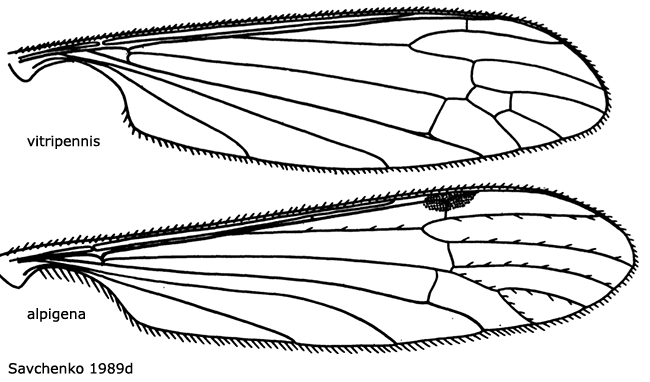 wing