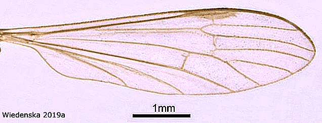 wing