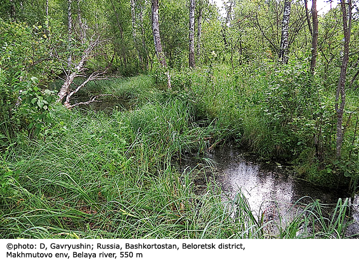 habitat