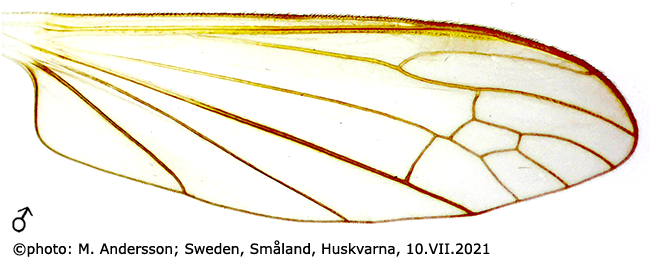 wing