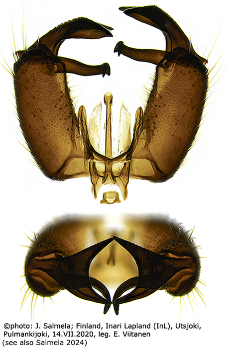 hypopygium