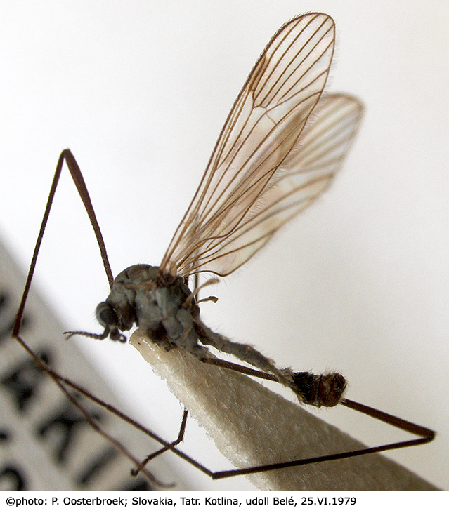habitus - male