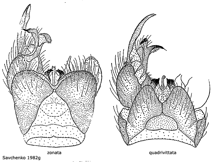 hypopygium