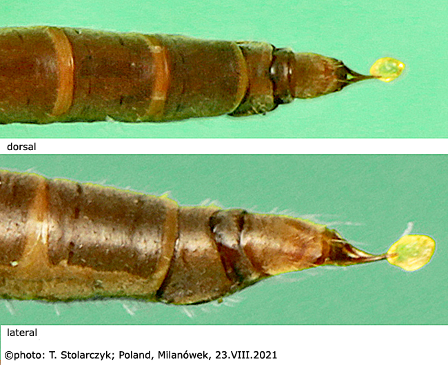 ovipositor