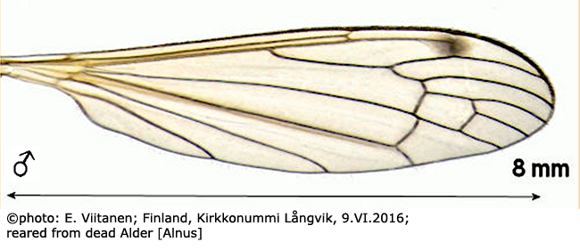 wing