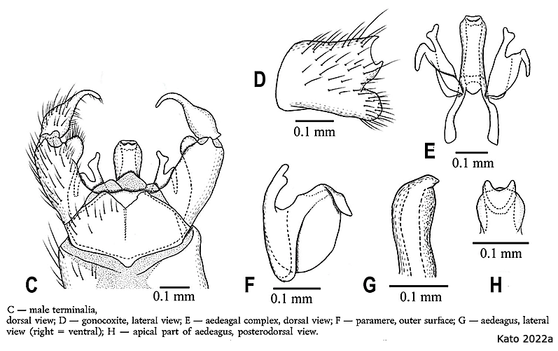 hypopygium