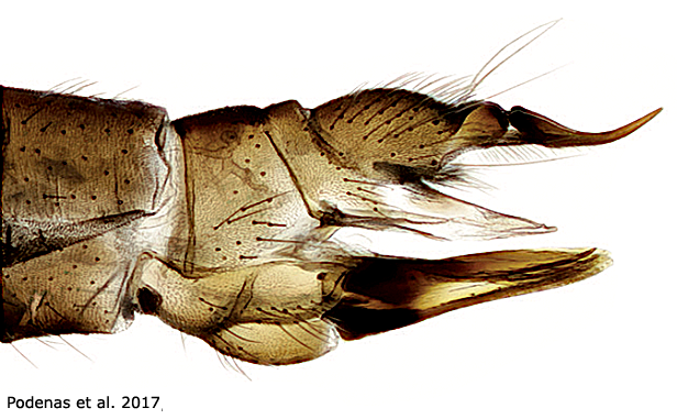 ovipositor