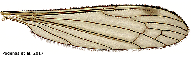 wing