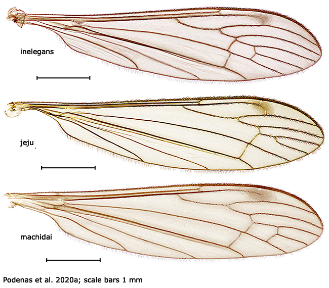 wing