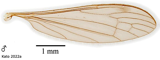 wing