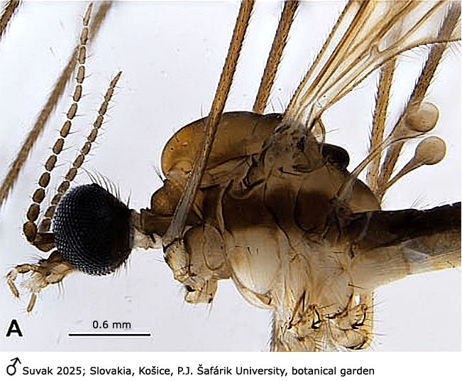 body part(s) - head and thorax