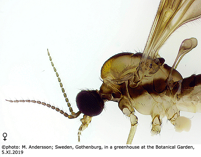 body part(s) - head and thorax