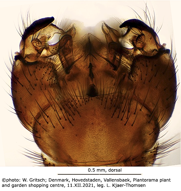 hypopygium