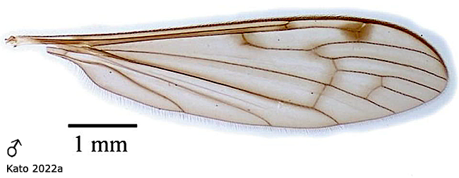 wing