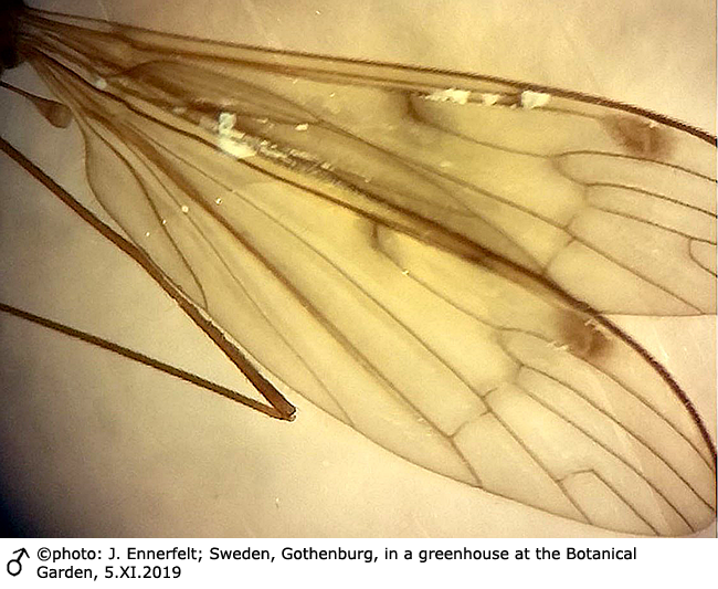 wing