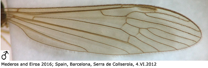 wing