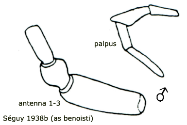 body part(s) - antenna