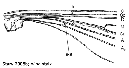 wing