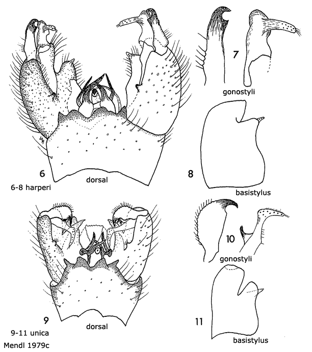 hypopygium