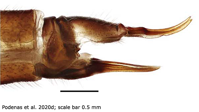 ovipositor