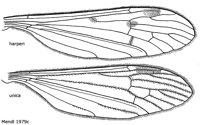 wing