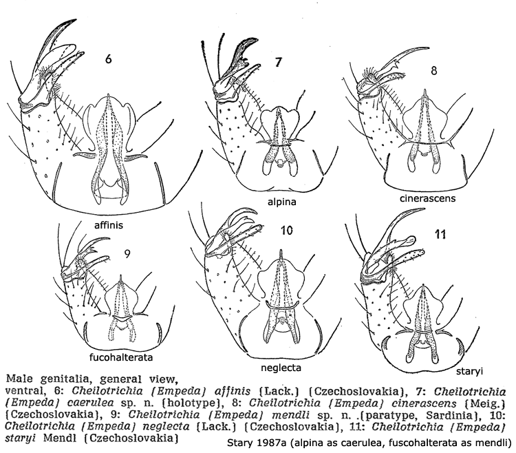 hypopygium