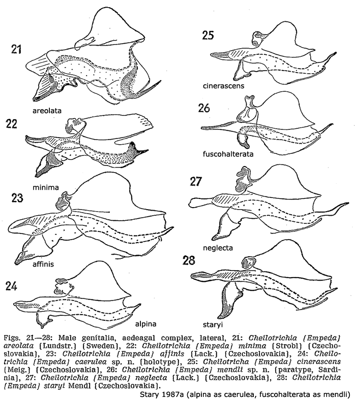 hypopygium