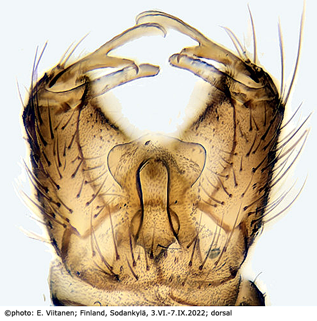 hypopygium