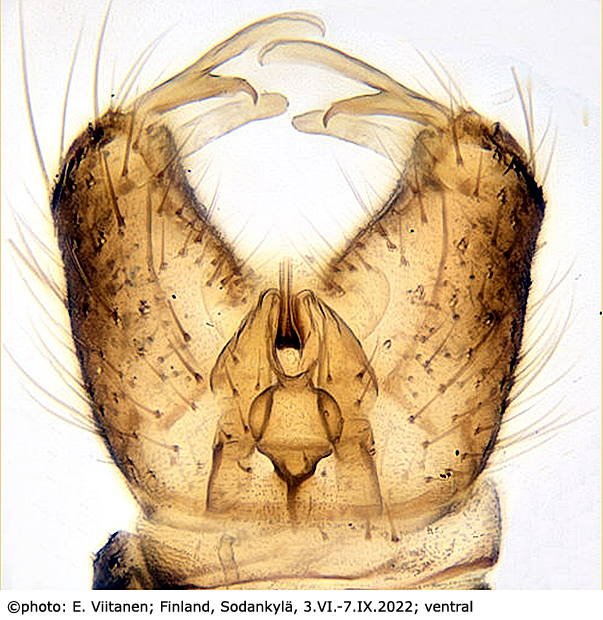 hypopygium