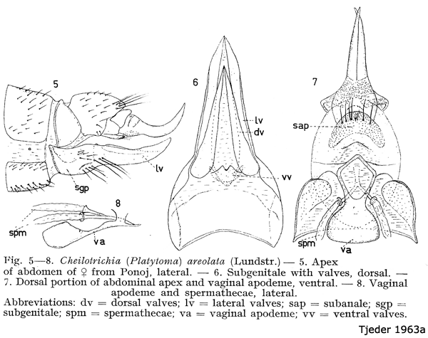 ovipositor