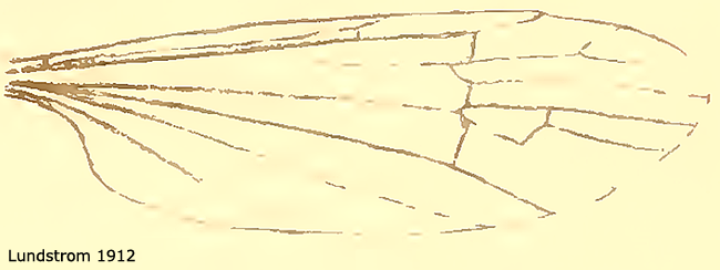 wing