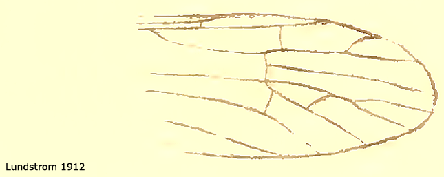wing