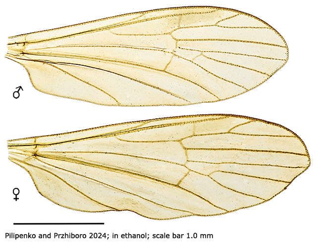 wing