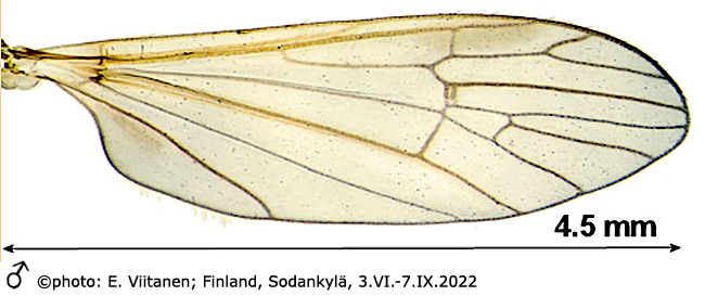 wing